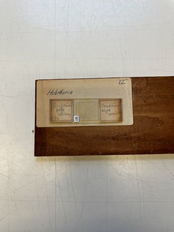 Media type: image;   Invertebrate Zoology HOL-876 Description: Photograph of microscope slide and handwritten label.;  Aspect: slide